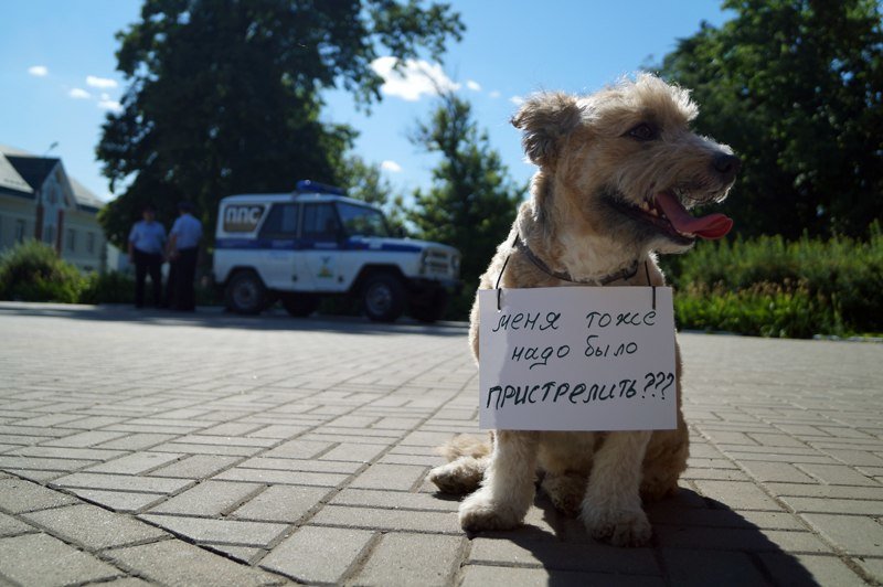 Белгородские зоозащитники предлагают ввести налог на разведение животных и прекратить отстрел (фото) - фото 4