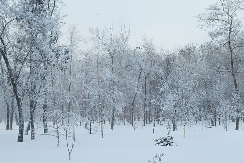 Белые дни. Белгороду осталось совсем недолго находиться под снегом перед скорым потеплением (фото) - фото 7