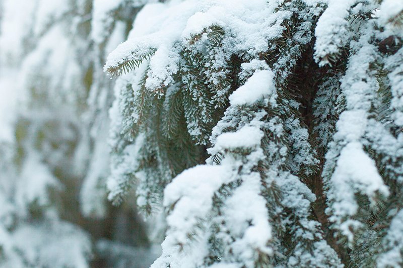 Белые дни. Белгороду осталось совсем недолго находиться под снегом перед скорым потеплением (фото) - фото 2