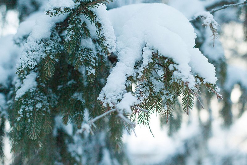 Белые дни. Белгороду осталось совсем недолго находиться под снегом перед скорым потеплением (фото) - фото 10
