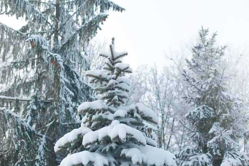 Белые дни. Белгороду осталось совсем недолго находиться под снегом перед скорым потеплением (фото) - фото 8