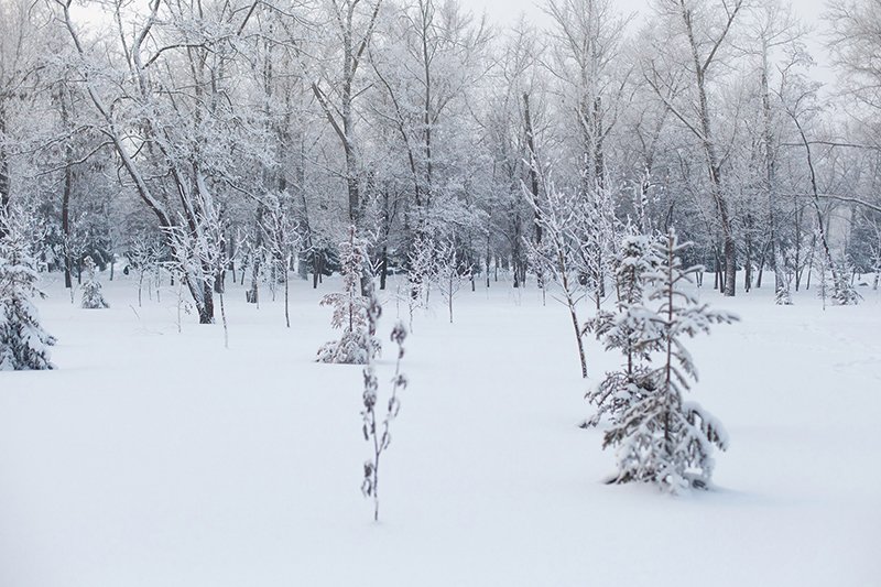 Белые дни. Белгороду осталось совсем недолго оставаться под снегом перед скорым потеплением (фото) - фото 11