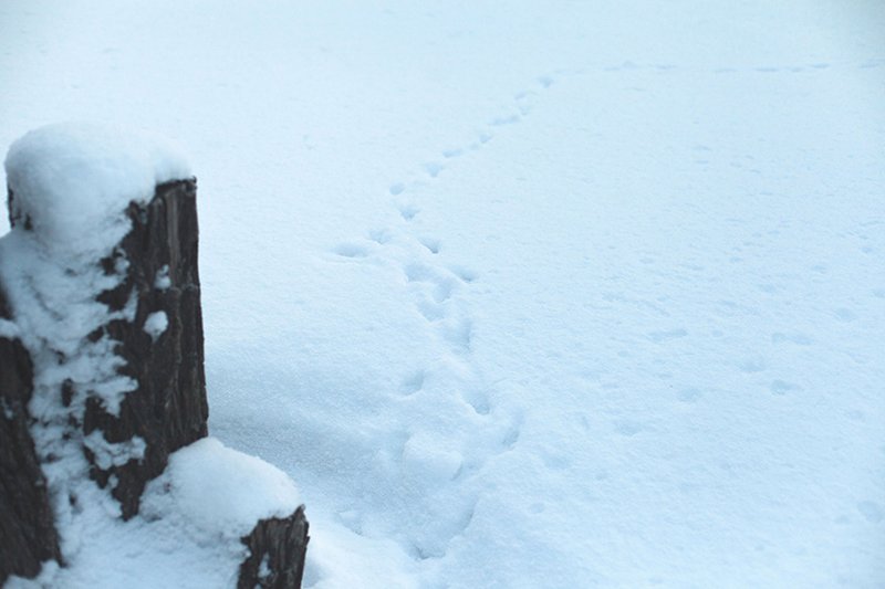 Белые дни. Белгороду осталось совсем недолго находиться под снегом перед скорым потеплением (фото) - фото 3