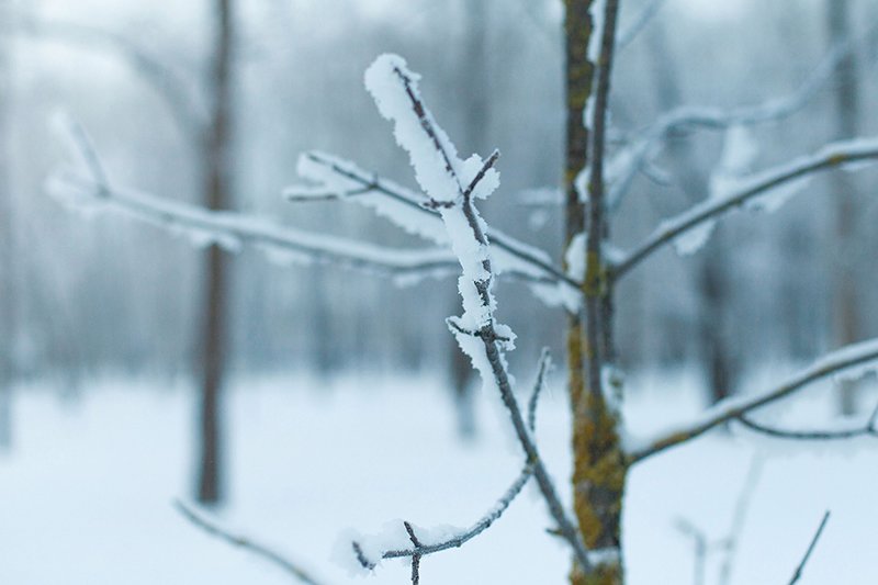 Белые дни. Белгороду осталось совсем недолго находиться под снегом перед скорым потеплением (фото) - фото 1