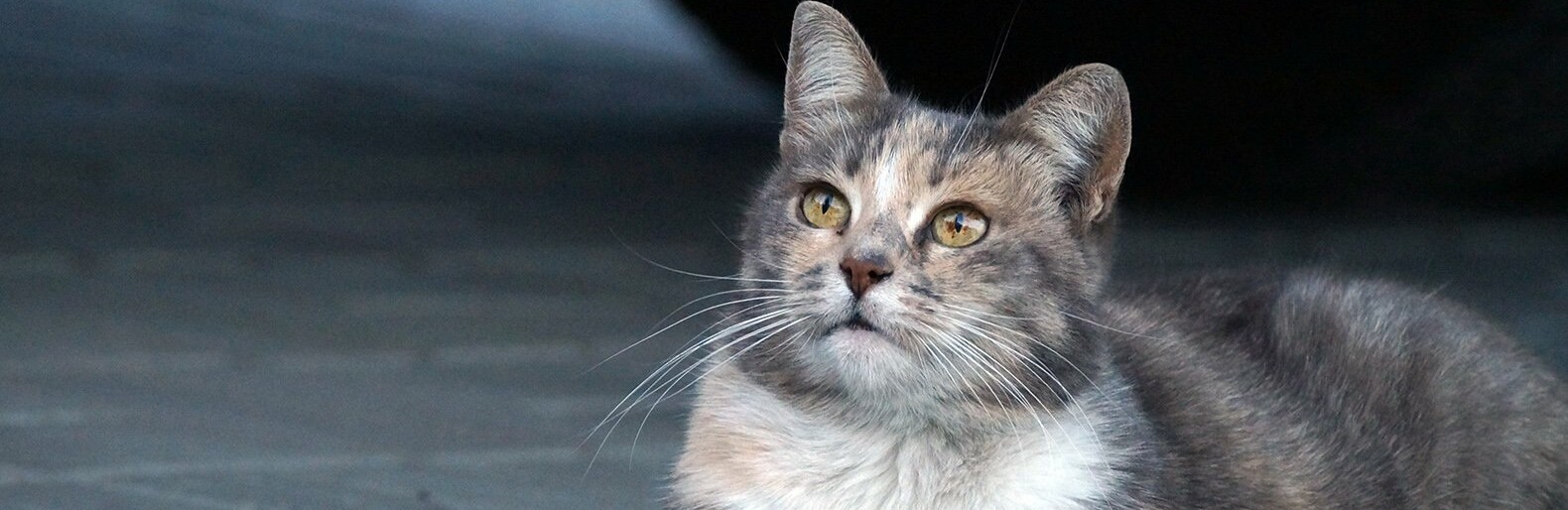 В Белгороде может появится кошачий приют с возможностью «кототерапии»