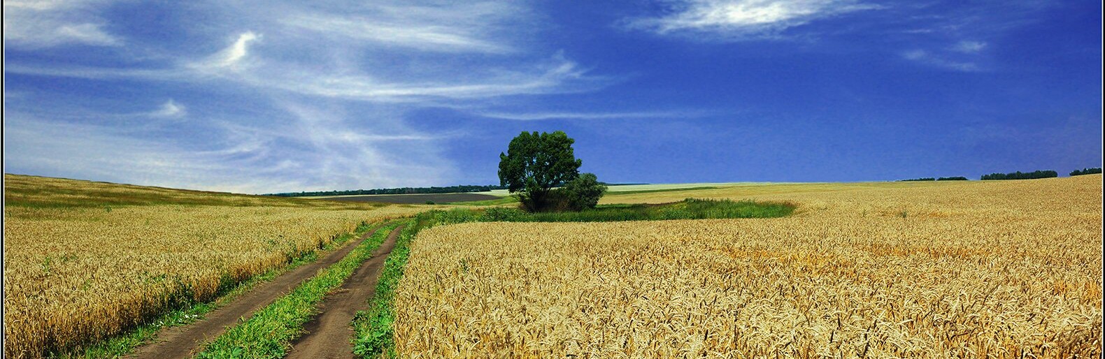 В 2022 году Белгородская область экспортировала сельхозпродукции на 900 млн долларов