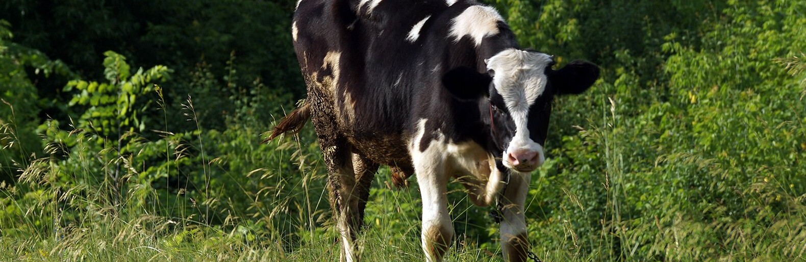 Белгородская область в два раза увеличила экспорт животноводческой продукции
