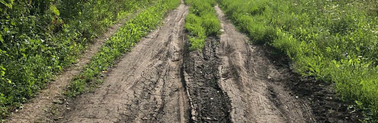 Белгородские аграрии не могут убрать урожай из-за частых дождей