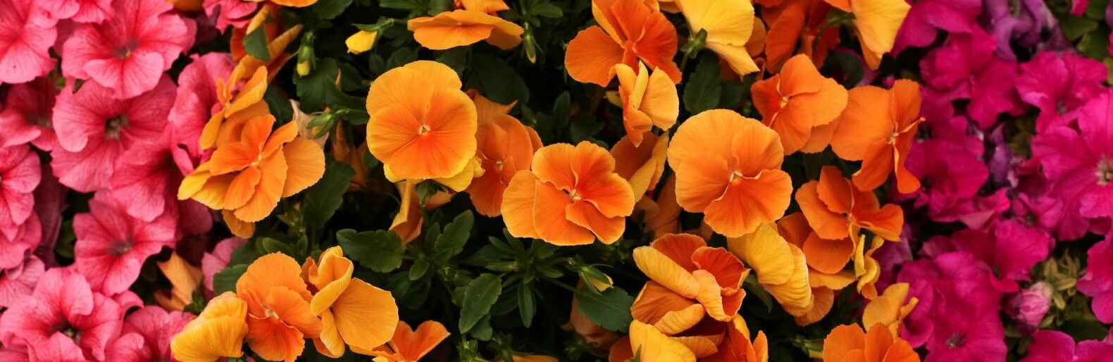 Белгородские власти закупают цветочных букетов на миллион рублей