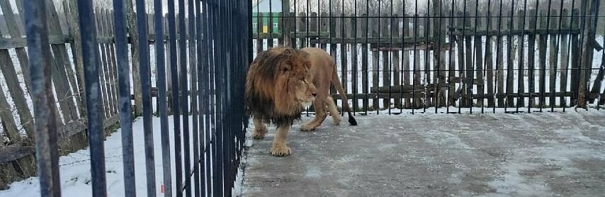 Льва по имени Тигран конфисковали у анапской компании и передали в Белгородскую область 