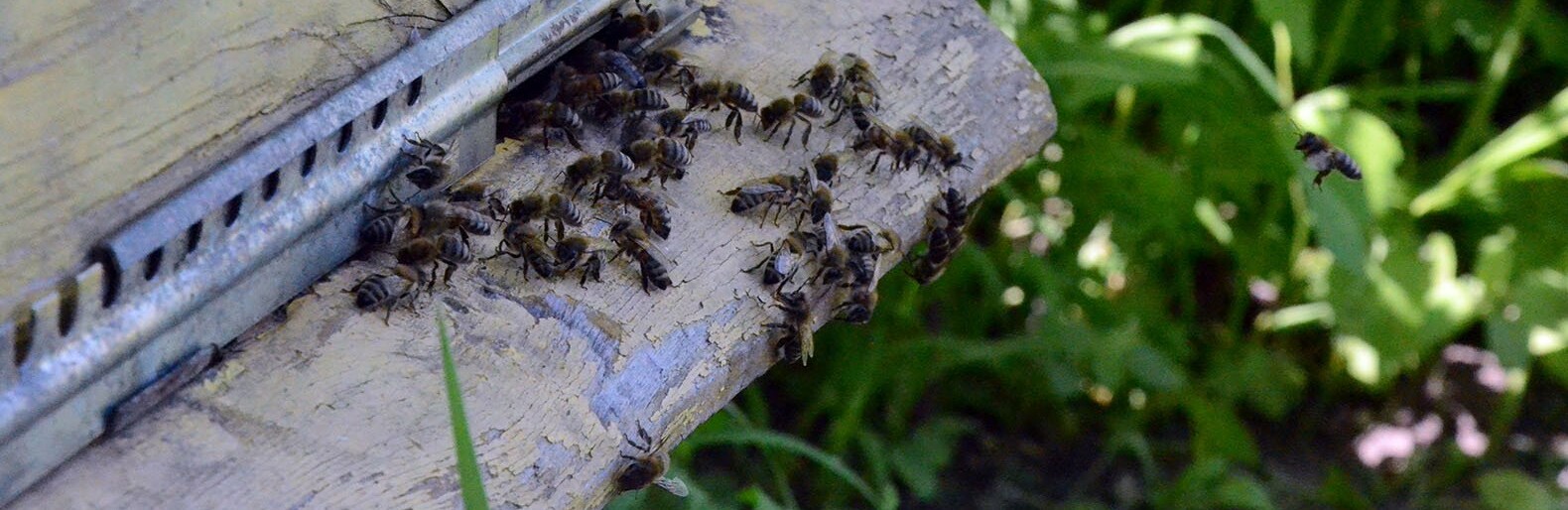 Белгородка с аллергией на пчёл девять лет жила с соседом-пасечником