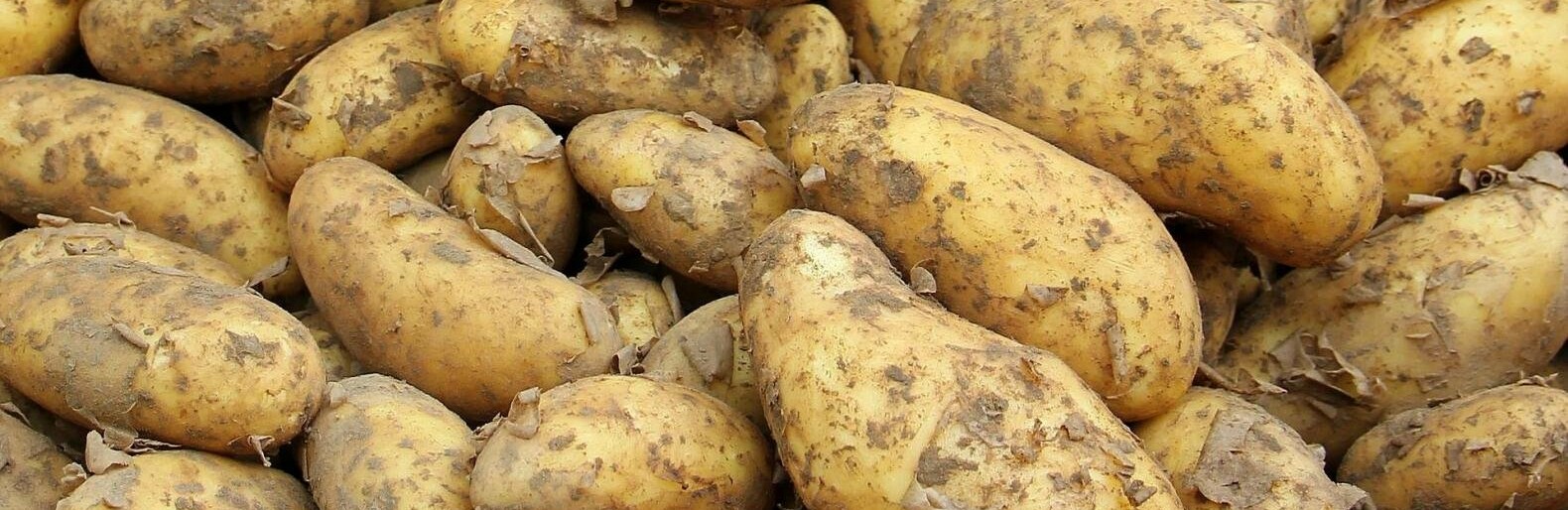 Для белгородских заключённых закупают сушёный картофель по 250 рублей за килограмм