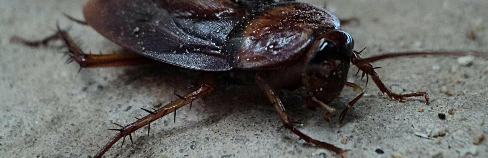 Жители Старого Оскола жалуются на тараканов в школе