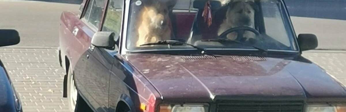 В Белгородской области за рулём «семёрки» заметили собаку