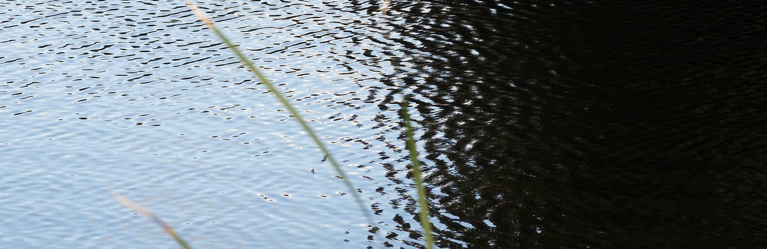 Белгородские следователи начали проверки после гибели в воде ребёнка и мужчины