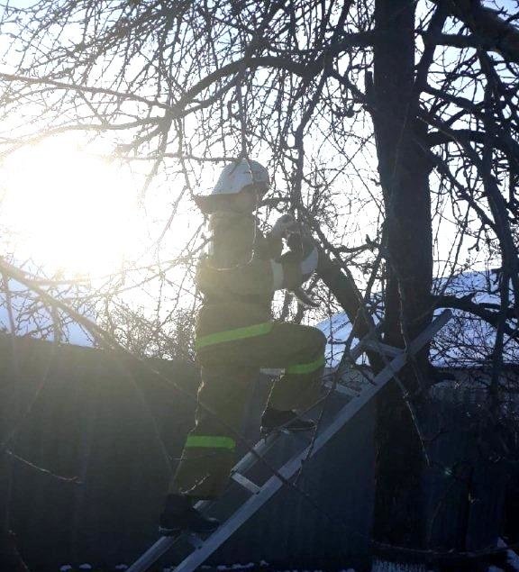 В Грайвороне пожарные сняли котёнка с дерева
