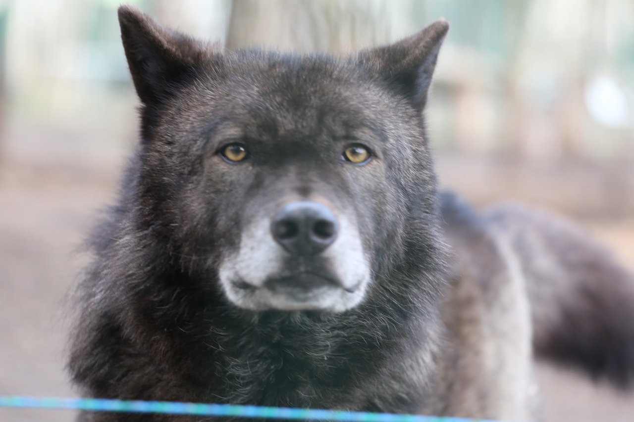 Канадский черный волк Ярославский зоопарк