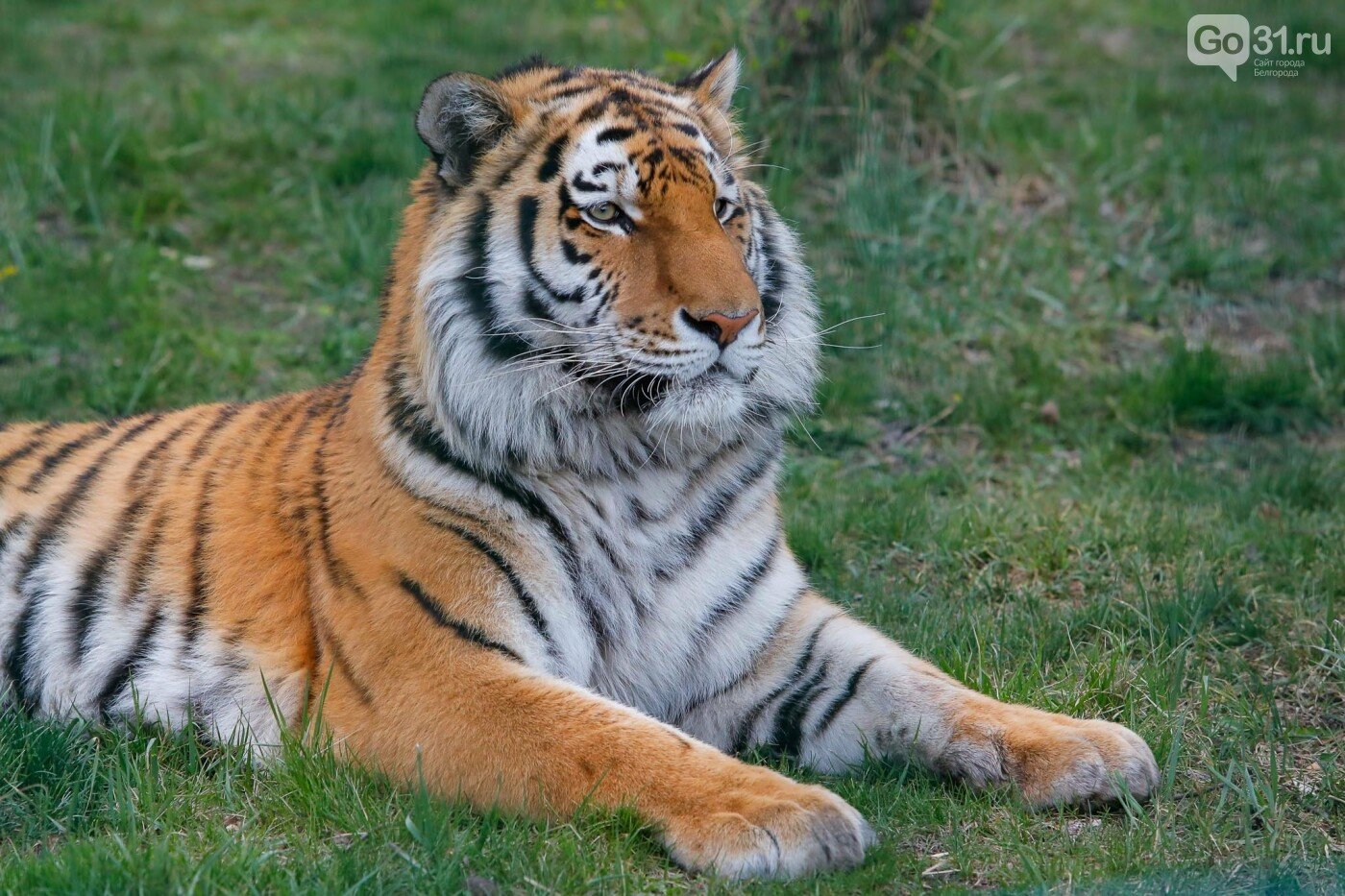 Тигр в Белгородском зоопарке