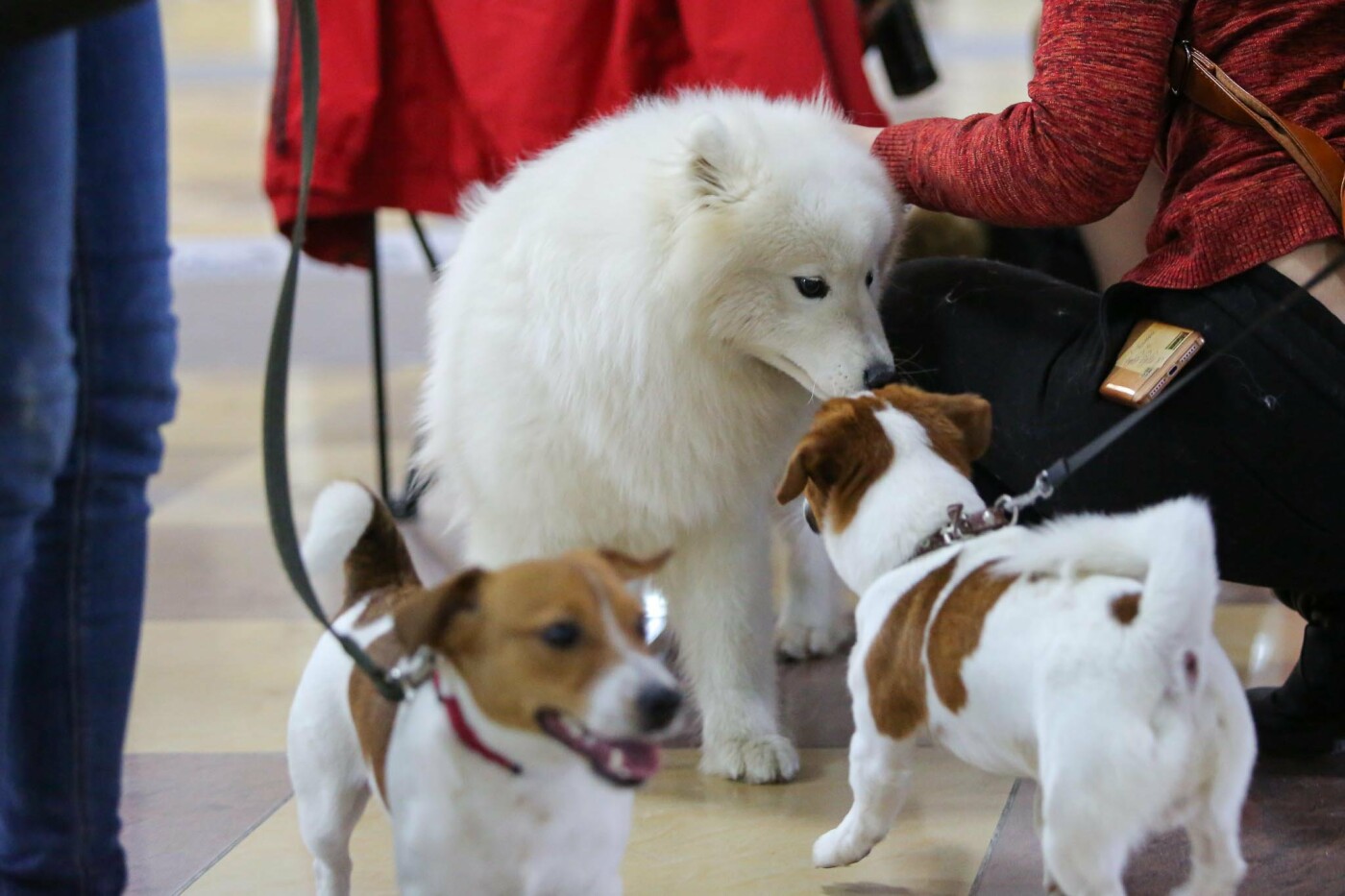 Выставка собак «Весенние мотивы Белогорья»