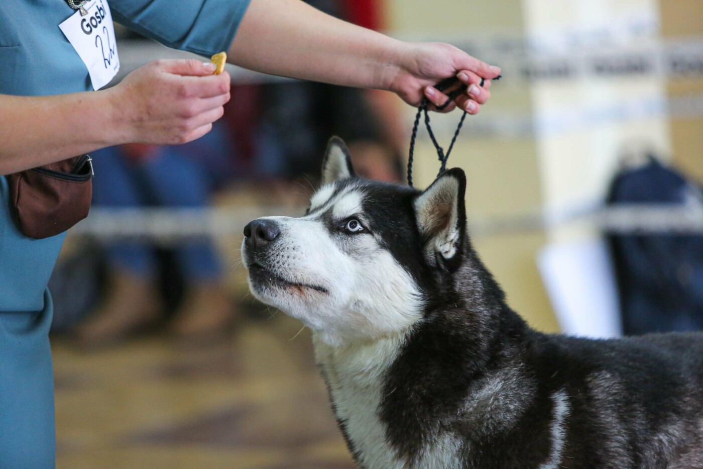 Выставка собак «Весенние мотивы Белогорья»