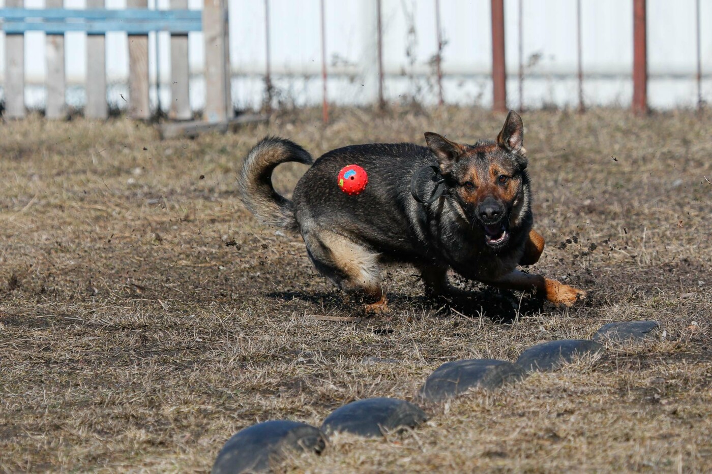 В Белгороде на службе в полиции состоят 54 собаки