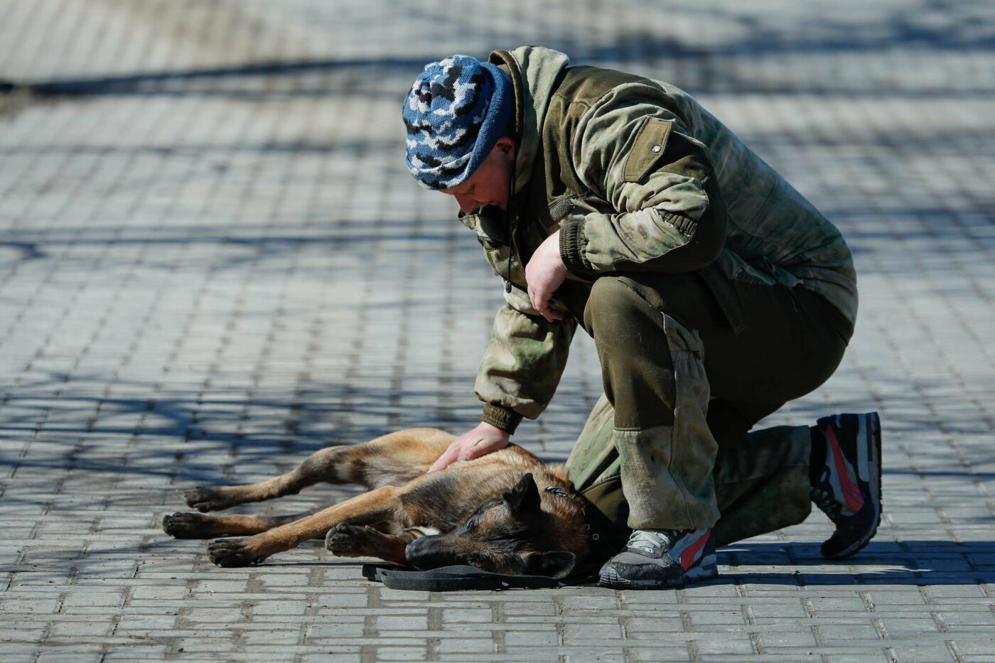 В Белгороде на службе в полиции состоят 54 собаки