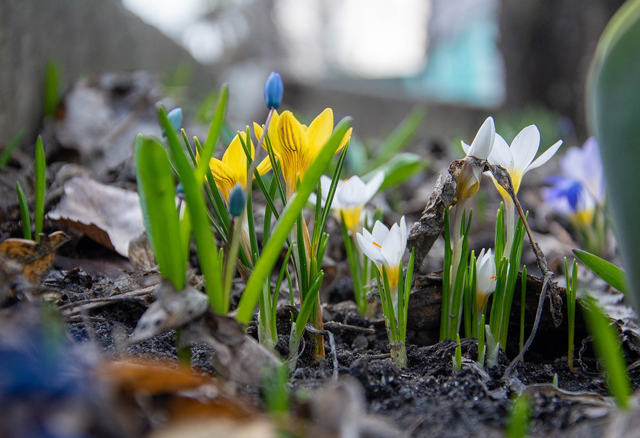 Весна в Разумном Белгородского района