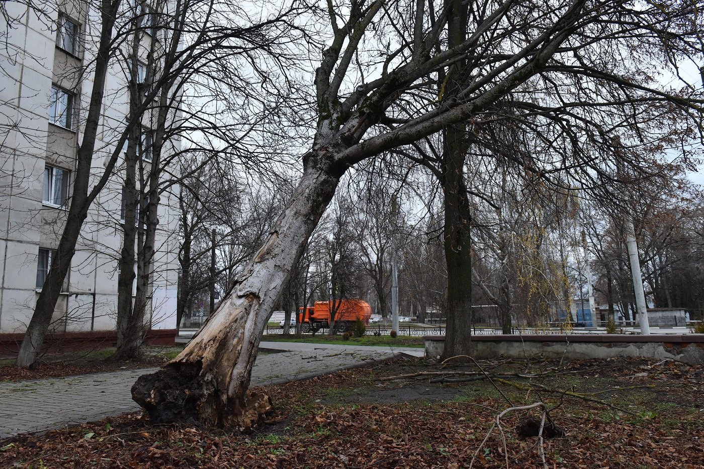 Последствия ветров. Ветер повалил деревья. Сильный ветер. Сильный ветер деревья. Деревья в Белгороде.