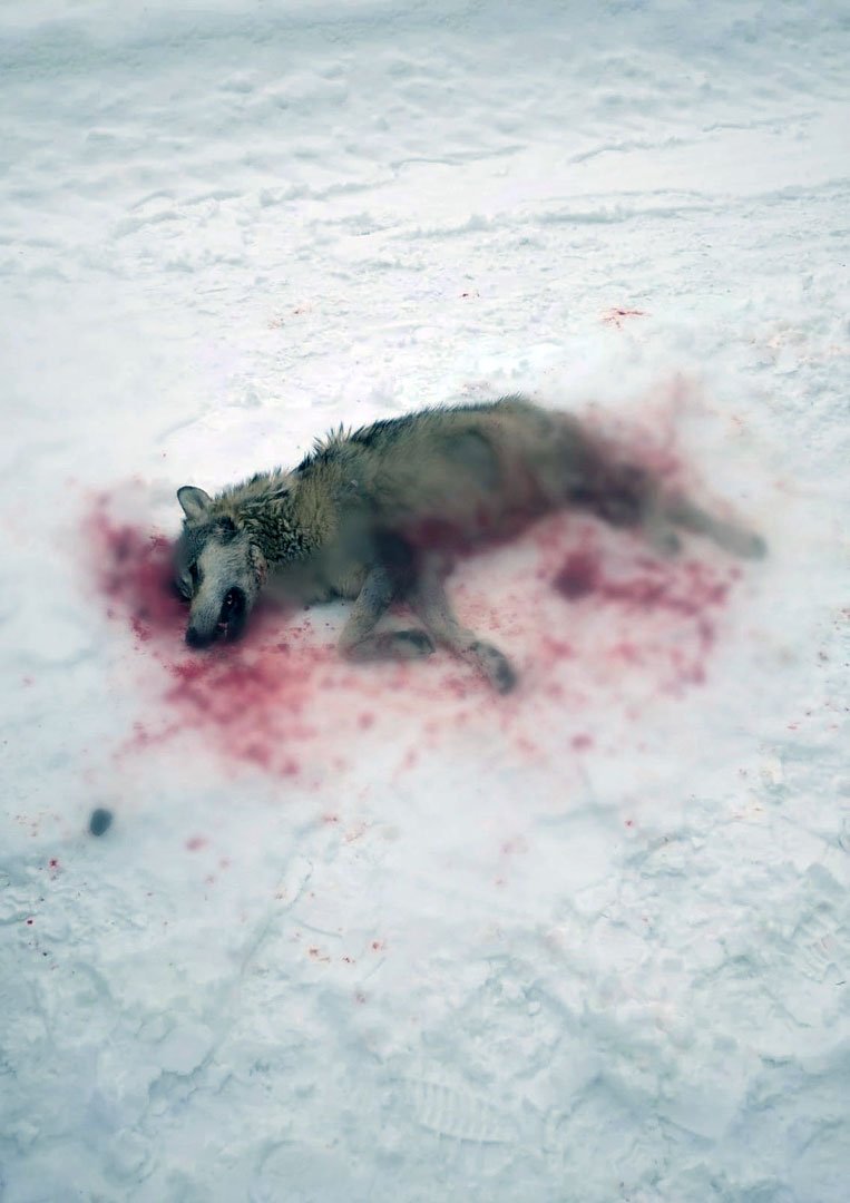 застрелили волка