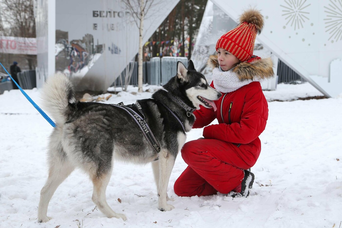 Забег с собаками в Белгороде