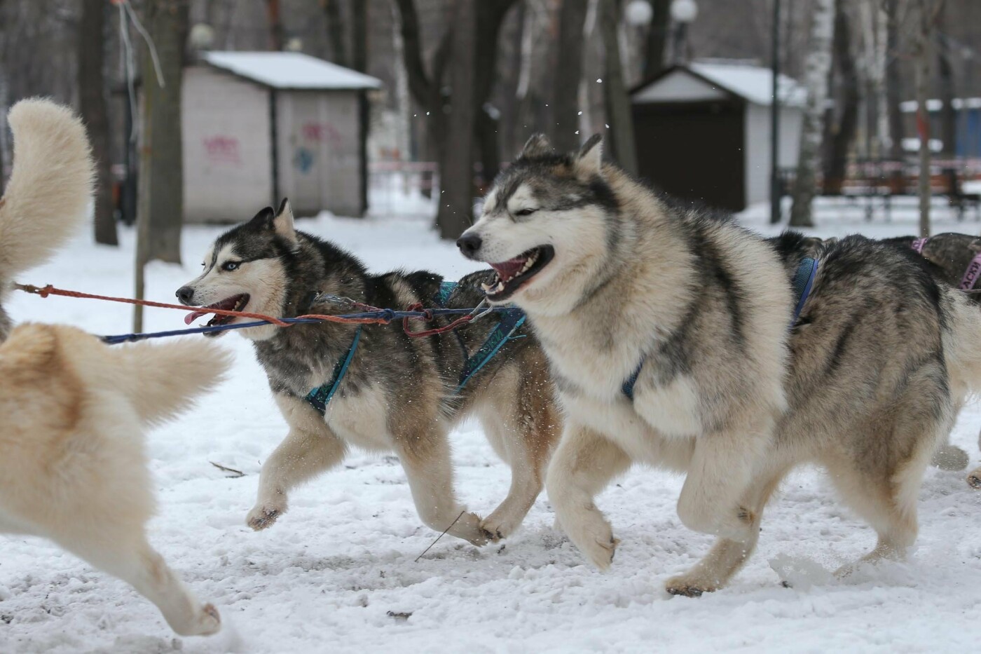 Забег с собаками в Белгороде