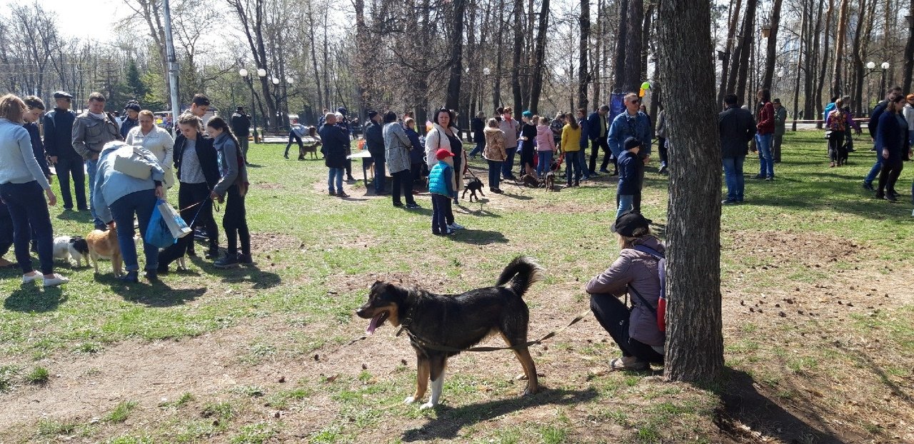 Выставка-раздача собак в Белгороде