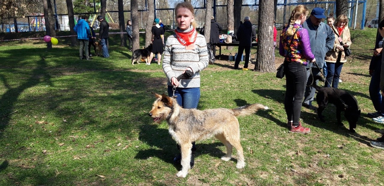 Выставка-раздача собак в Белгороде