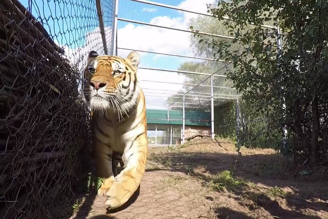 Tiger today. Зоопарк старый Оскол. Тигр в зоопарке. Уссурийский зоопарк. Белый тигр в зоопарке Москвы.