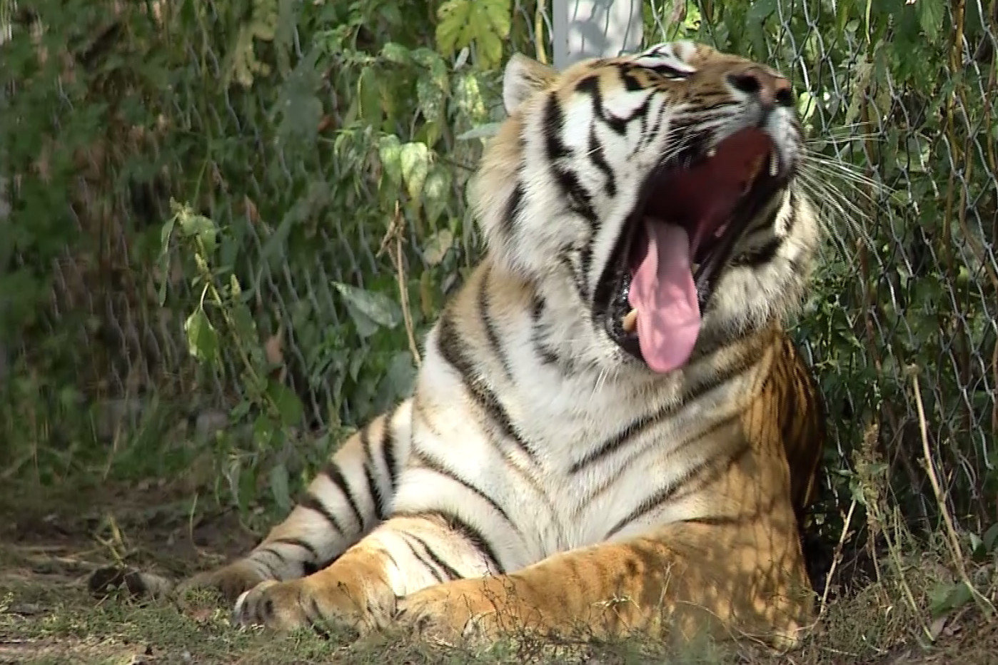 Тайгер видео. Бенгальский тигр в зоопарке. Тигр Барсик. Тигр видео. Зоопарк королевство тигров • 3.