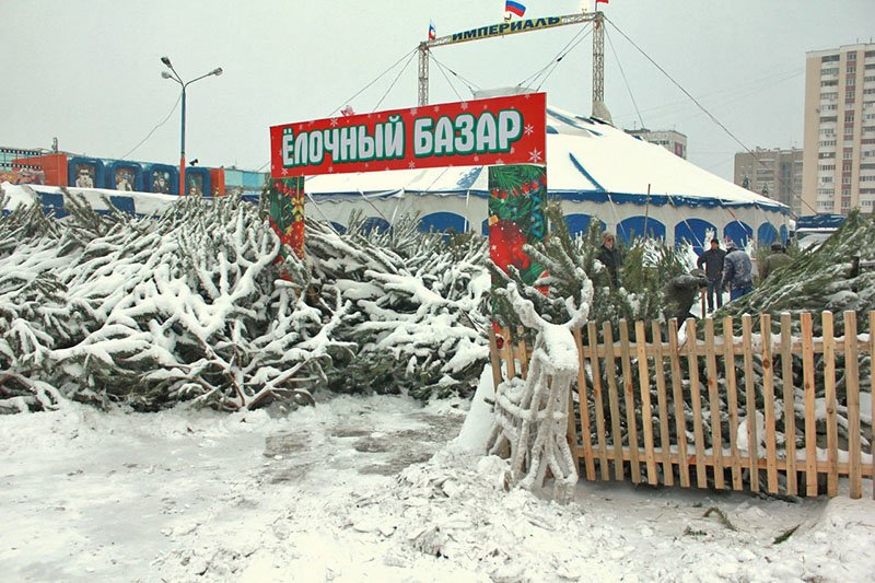 В предновогодние выходные Белгород полностью покрылся снегом (фото) - фото 1