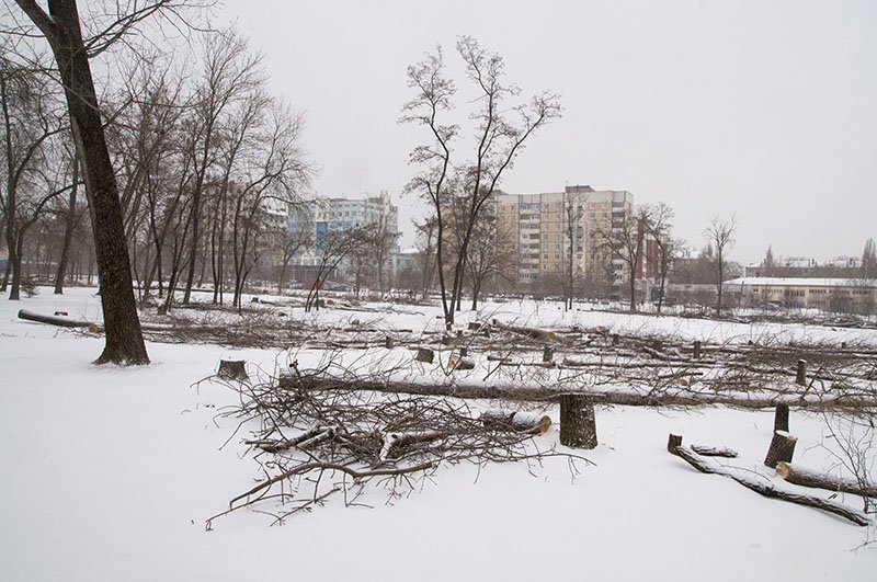 Южная часть парка Памяти в Белгороде за выходные превратилась в голое поле (фото) - фото 1