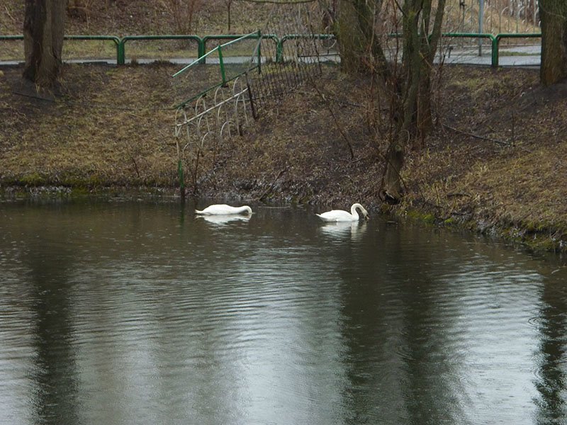 В белгородском зоопарке лебеди спустились на воду (фото) - фото 1