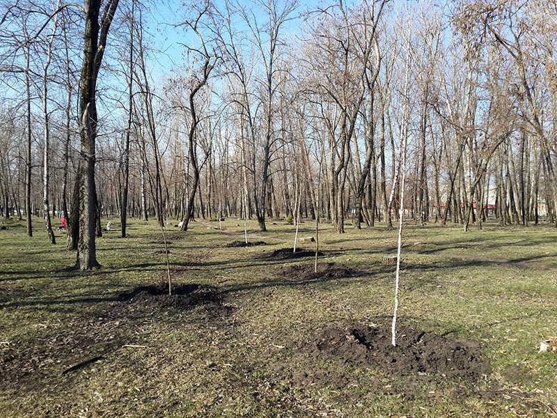 В белгородском парке Памяти высаживают новые деревья (фото) - фото 2