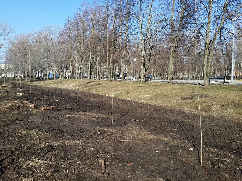 В белгородском парке Памяти высаживают новые деревья (фото) - фото 1