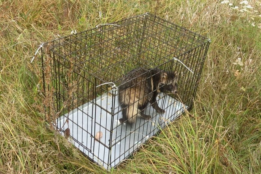 Белгородские зоозащитники выпустили на волю спасённую енотовидную собаку (фото) - фото 1