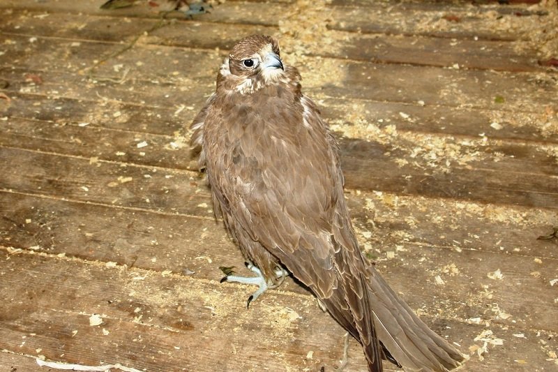 В Белгородской области задержаны перевозившие редких птиц контрабандисты (фото) - фото 2