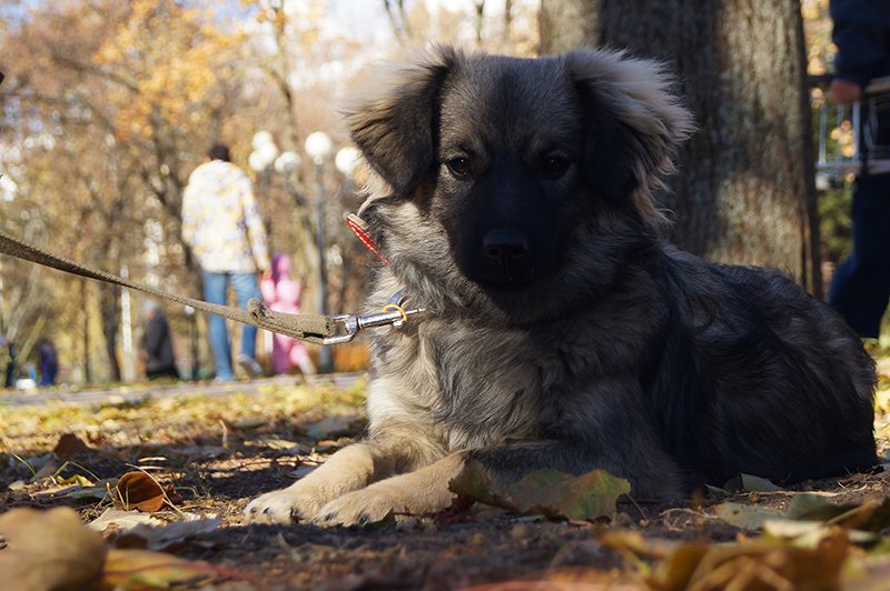 В Белгороде выставке-раздаче 32 бездомные собаки нашли новый дом (фото) - фото 1