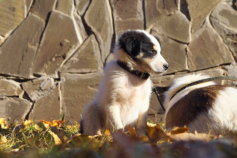 В Белгороде выставке-раздаче 32 бездомные собаки нашли новый дом (фото) - фото 1