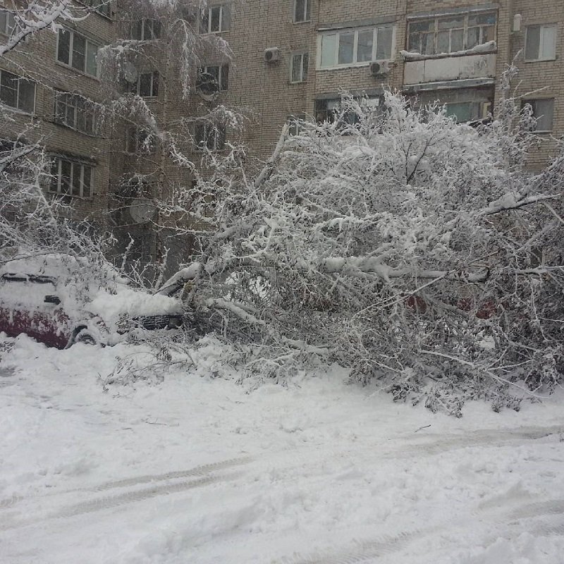 Вместе со снегопадом на Белгород обрушился «деревопад» (фото) - фото 1