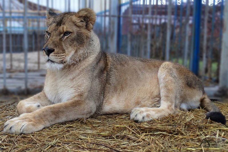 В Старооскольском зоопарке родились львята (фото) - фото 2